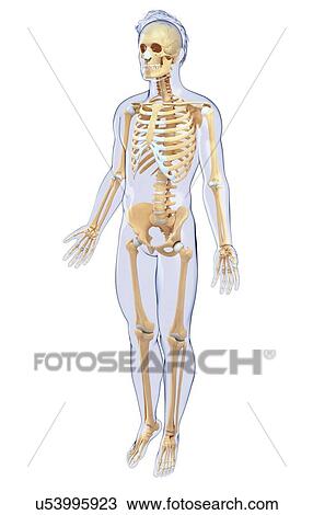 Drawing - Human skeletal system, artwork. Fotosearch