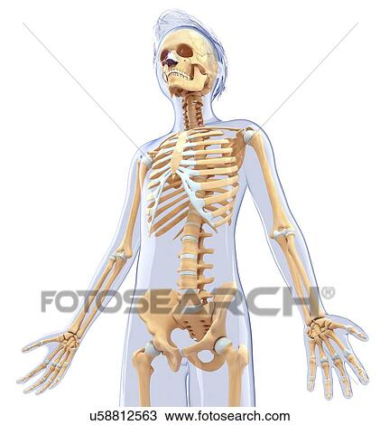 Human skeletal system, artwork View Large Illustration Drawing - Human skeletal system, artwork. Fotosearch