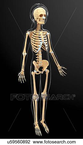 Drawing - Human skeletal system, artwork. Fotosearch