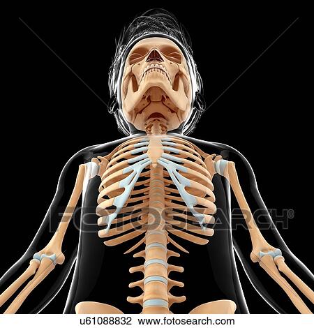 Drawing - Human skeletal system, artwork. Fotosearch