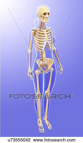 Drawing - Human skeletal system, artwork. Fotosearch