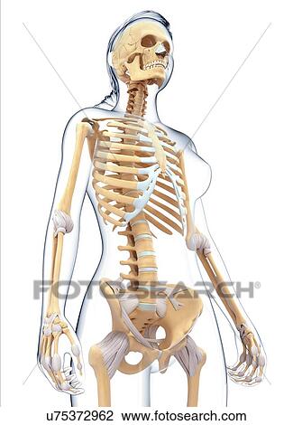 Drawing - Human skeletal system, artwork. Fotosearch