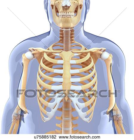 Human skeletal system, artwork View Large Illustration Drawing - Human skeletal system, artwork. Fotosearch