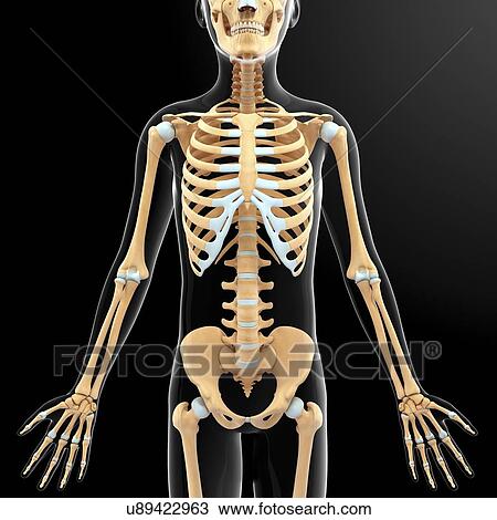 Human skeletal system, artwork View Large Illustration Drawing - Human skeletal system, artwork. Fotosearch