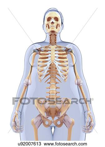 Drawing - Human skeletal system, artwork. Fotosearch