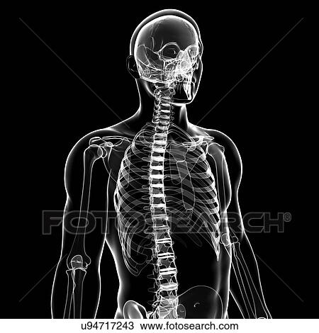Drawing - Human skeletal system, artwork. Fotosearch
