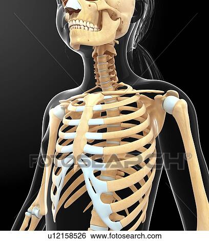 Human skeletal system, artwork View Large Illustration Stock Illustration - Human skeletal system, artwork. Fotosearch