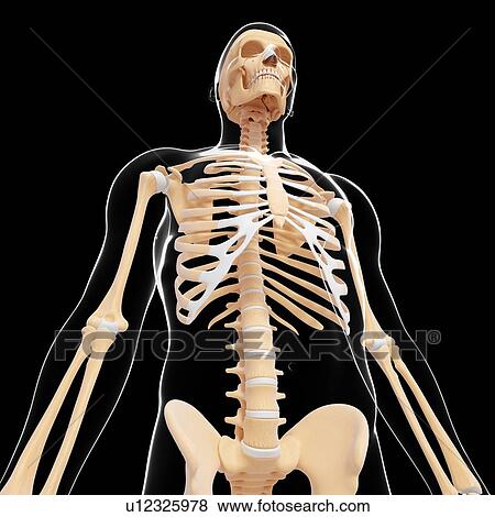 Human skeletal system, artwork View Large Illustration Stock Illustration - Human skeletal system, artwork. Fotosearch