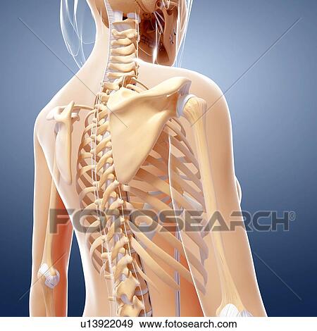 Human skeletal system, artwork View Large Illustration Stock Illustration - Human skeletal system, artwork. Fotosearch