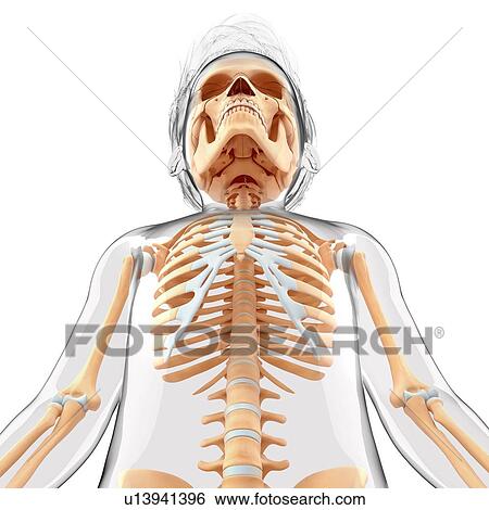 Human skeletal system, artwork View Large Illustration Stock Illustration - Human skeletal system, artwork. Fotosearch