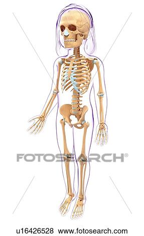Stock Illustration - Human skeletal system, artwork. Fotosearch
