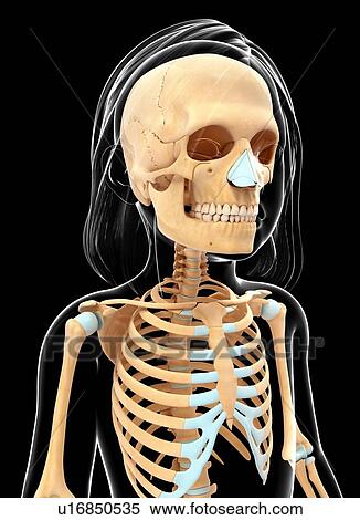 Human skeletal system, artwork View Large Illustration Stock Illustration - Human skeletal system, artwork. Fotosearch