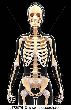 Stock Illustration - Human skeletal system, artwork. Fotosearch