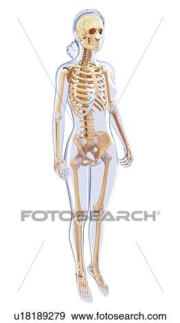 Stock Illustration - Human skeletal system, artwork. Fotosearch