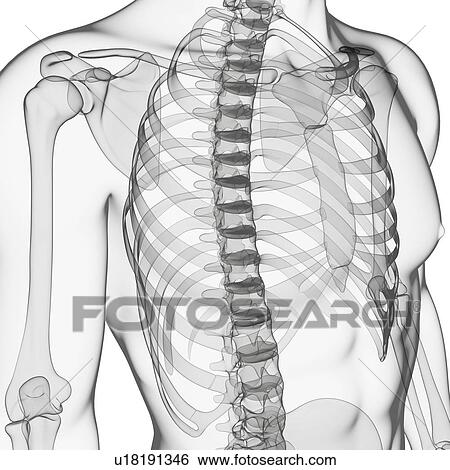 Stock Illustration - Human skeletal system, artwork. Fotosearch