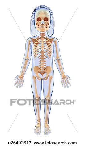 Stock Illustration - Human skeletal system, artwork. Fotosearch