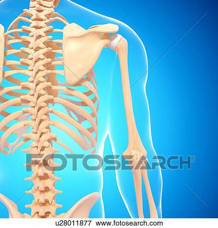 Human skeletal system, artwork View Large Illustration Stock Illustration - Human skeletal system, artwork. Fotosearch