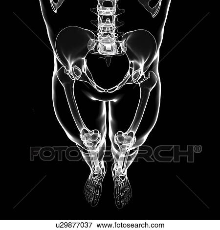 Stock Illustration - Human skeletal system, artwork. Fotosearch