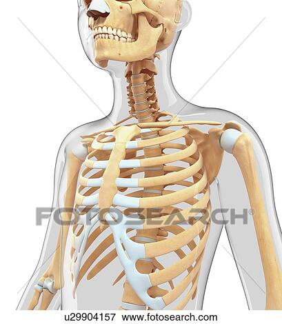 Stock Illustration - Human skeletal system, artwork. Fotosearch