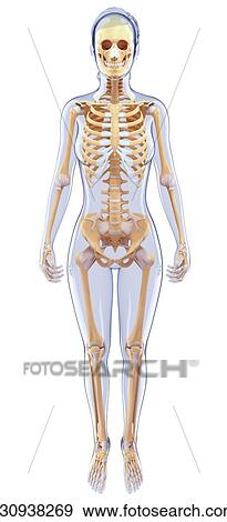 Stock Illustration - Human skeletal system, artwork. Fotosearch