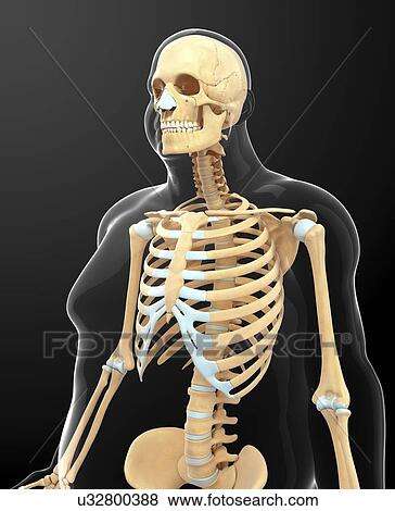 Stock Illustration - Human skeletal system, artwork. Fotosearch