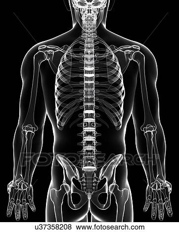 Stock Illustration - Human skeletal system, artwork. Fotosearch