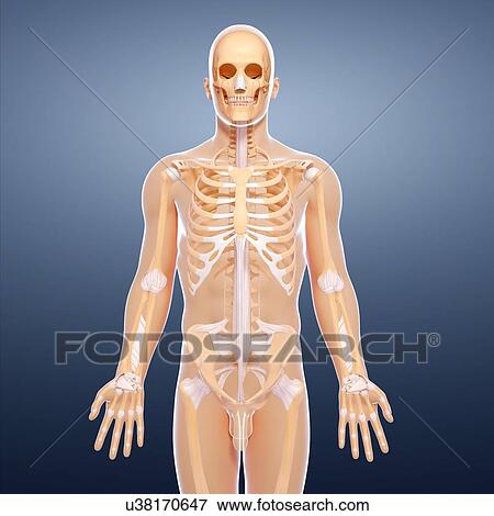 Stock Illustration - Human skeletal system, artwork. Fotosearch