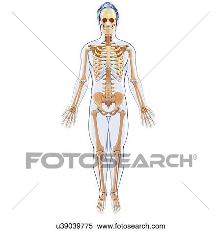 Stock Illustration - Human skeletal system, artwork. Fotosearch