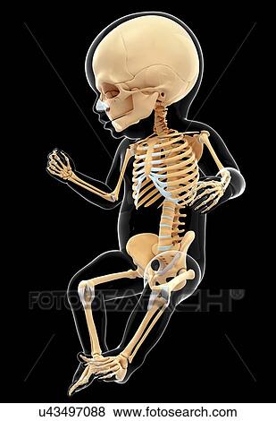 Stock Illustration - Human skeletal system, artwork. Fotosearch