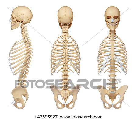 Human skeletal system, artwork View Large Illustration Stock Illustration - Human skeletal system, artwork. Fotosearch