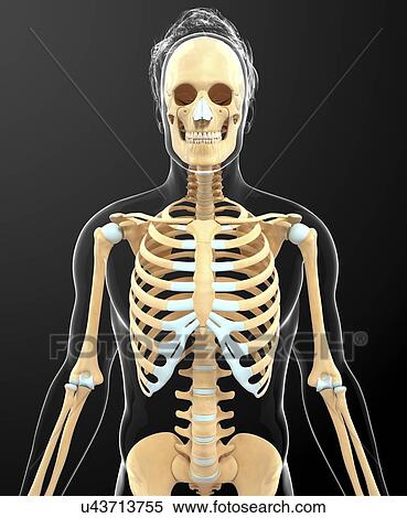 Stock Illustration - Human skeletal system, artwork. Fotosearch