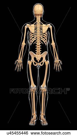 Stock Illustration - Human skeletal system, artwork. Fotosearch