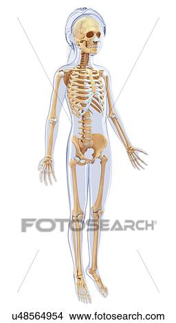 Stock Illustration - Human skeletal system, artwork. Fotosearch