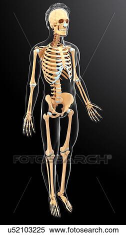 Stock Illustration - Human skeletal system, artwork. Fotosearch