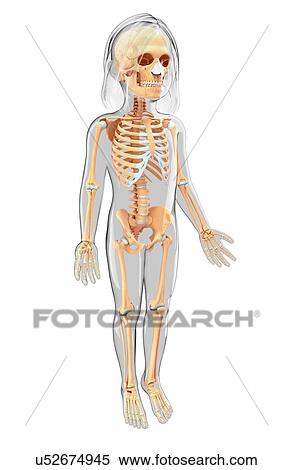 Human skeletal system, artwork View Large Illustration Stock Illustration - Human skeletal system, artwork. Fotosearch