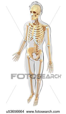 Stock Illustration - Human skeletal system, artwork. Fotosearch