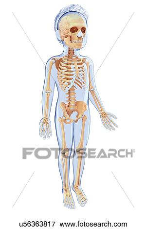 Stock Illustration - Human skeletal system, artwork. Fotosearch