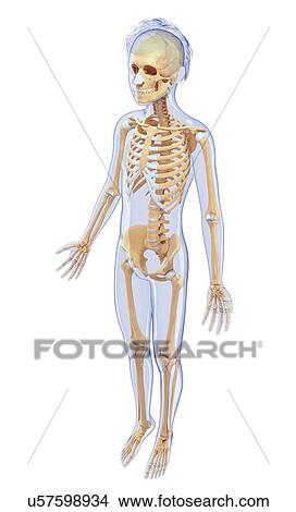 Stock Illustration - Human skeletal system, artwork. Fotosearch