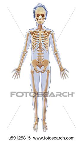 Stock Illustration - Human skeletal system, artwork. Fotosearch