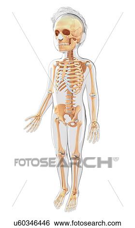 Stock Illustration - Human skeletal system, artwork. Fotosearch
