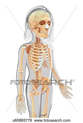 Human skeletal system, artwork View Large Illustration Stock Illustration - Human skeletal system, artwork. Fotosearch