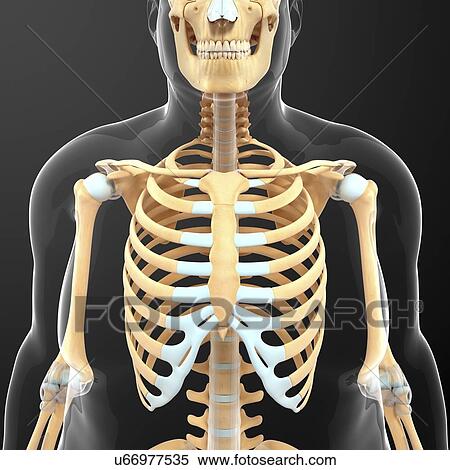 Human skeletal system, artwork View Large Illustration Stock Illustration - Human skeletal system, artwork. Fotosearch
