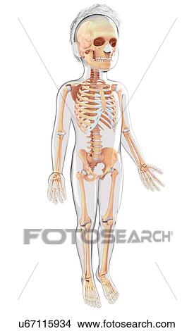 Human skeletal system, artwork View Large Illustration Stock Illustration - Human skeletal system, artwork. Fotosearch