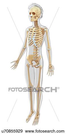 Stock Illustration - Human skeletal system, artwork. Fotosearch