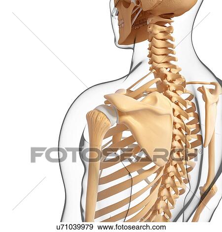 Human skeletal system, artwork View Large Illustration Stock Illustration - Human skeletal system, artwork. Fotosearch