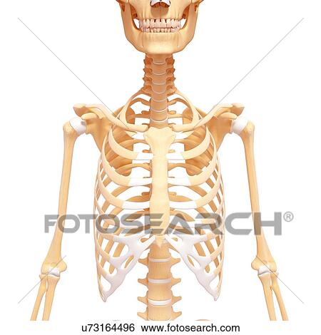 Human skeletal system, artwork View Large Illustration Stock Illustration - Human skeletal system, artwork. Fotosearch