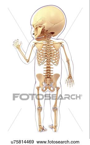 Human skeletal system, artwork View Large Illustration Stock Illustration - Human skeletal system, artwork. Fotosearch