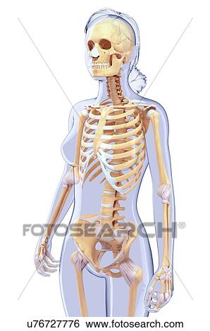 Stock Illustration - Human skeletal system, artwork. Fotosearch
