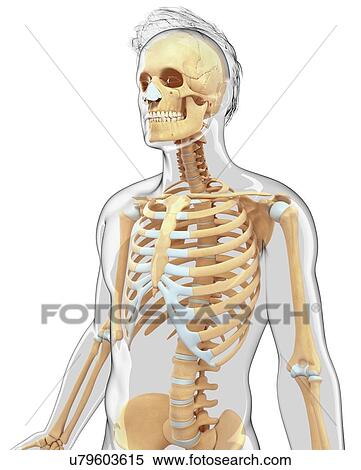 Human skeletal system, artwork View Large Illustration Stock Illustration - Human skeletal system, artwork. Fotosearch