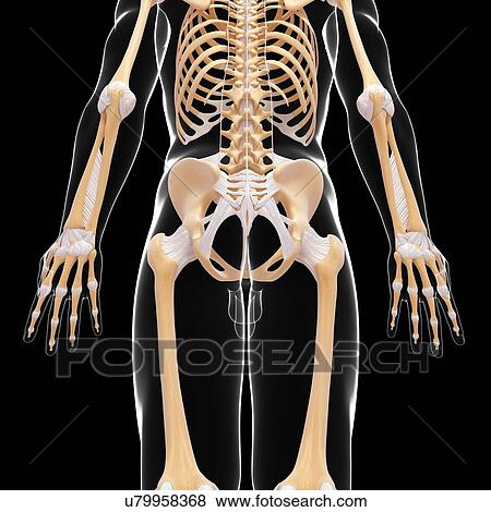 Human skeletal system, artwork View Large Illustration Stock Illustration - Human skeletal system, artwork. Fotosearch